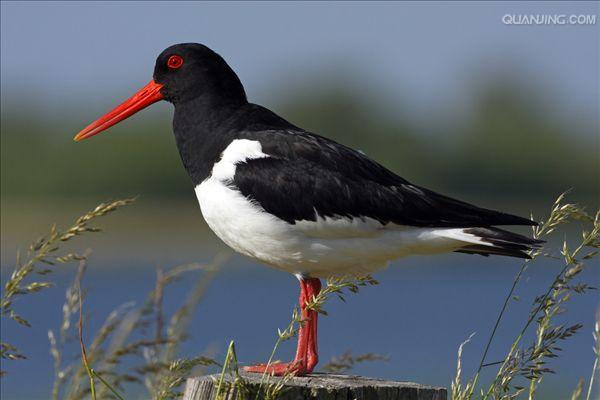 (拉丁名: i>haematopus ostralegus /i>)是中型涉禽,体羽以纯黑色或黑