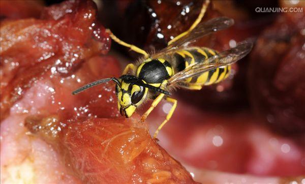 德国黄胡蜂