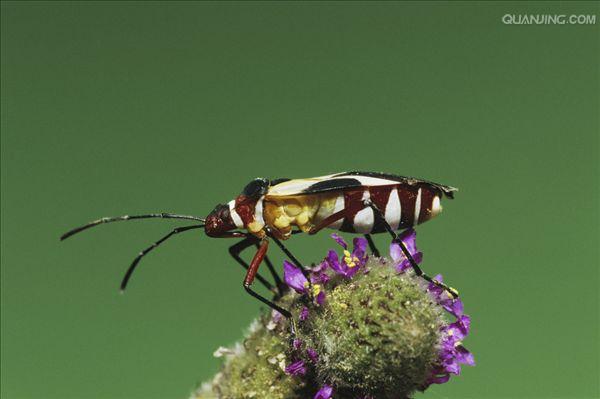  p>半翅目是 a target="_blank" href="/item/胸喙亚目/944904" data