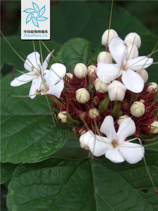  p data-id="tzamtllimhqb">臭茉莉唇是形科大青属 a target="_blank"