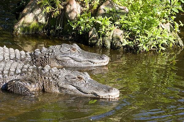  p>美国短吻鳄(学名: i>alligator mississippiensis /i>),又称密河鳄