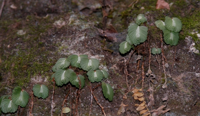  p>迭叶楼梯草( a target="_blank" href="/item/学名/8074290" data