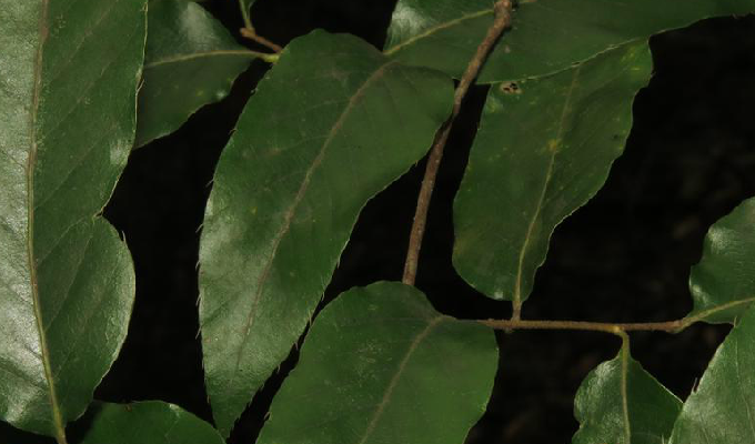  p>小叶栎(学名: i>quercus chenii /i> nakai)是壳斗科,栎属落叶 a