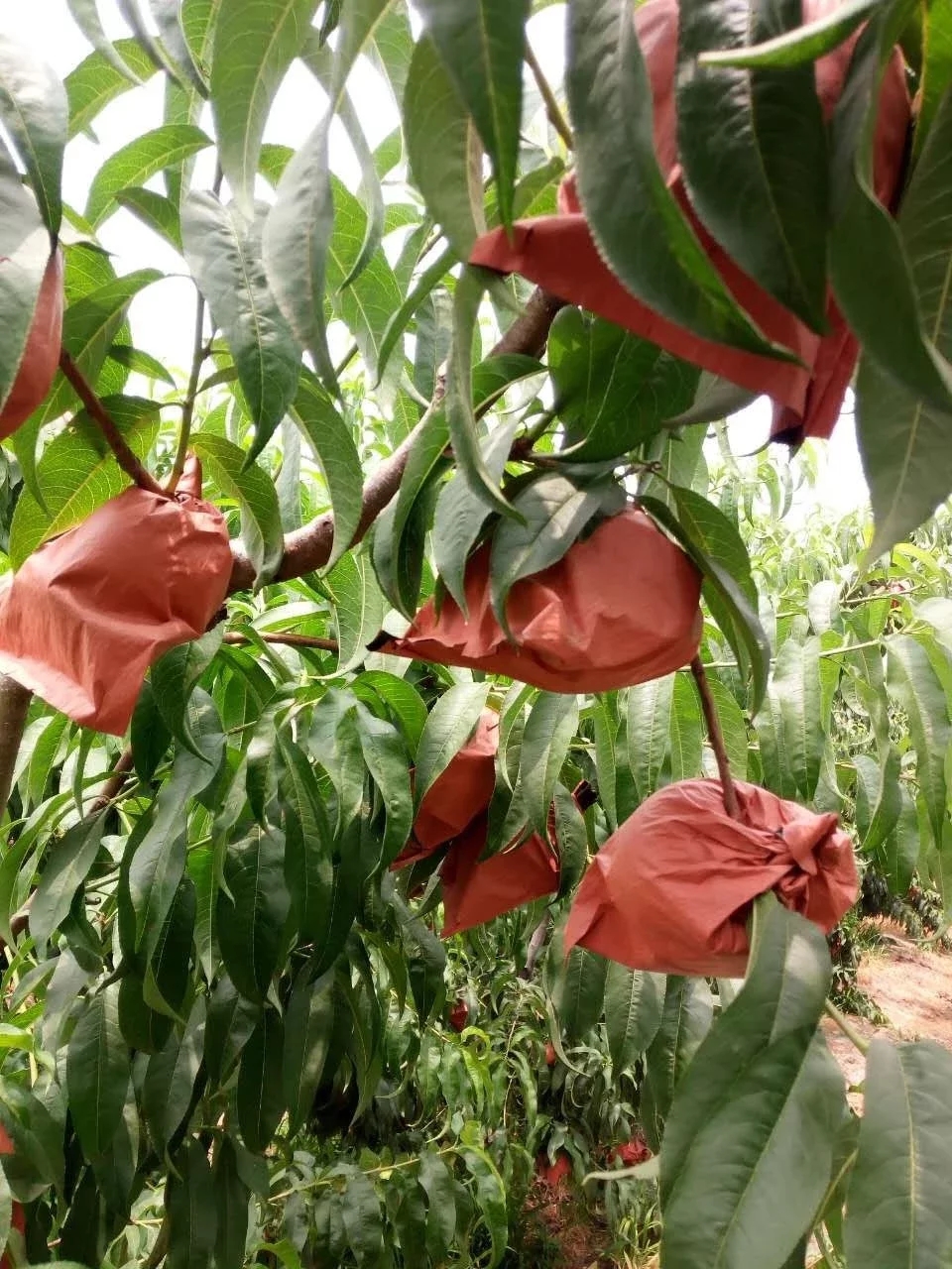 >新沂水蜜桃,江苏省 a target="_blank" href="/item/徐州市/4132836"