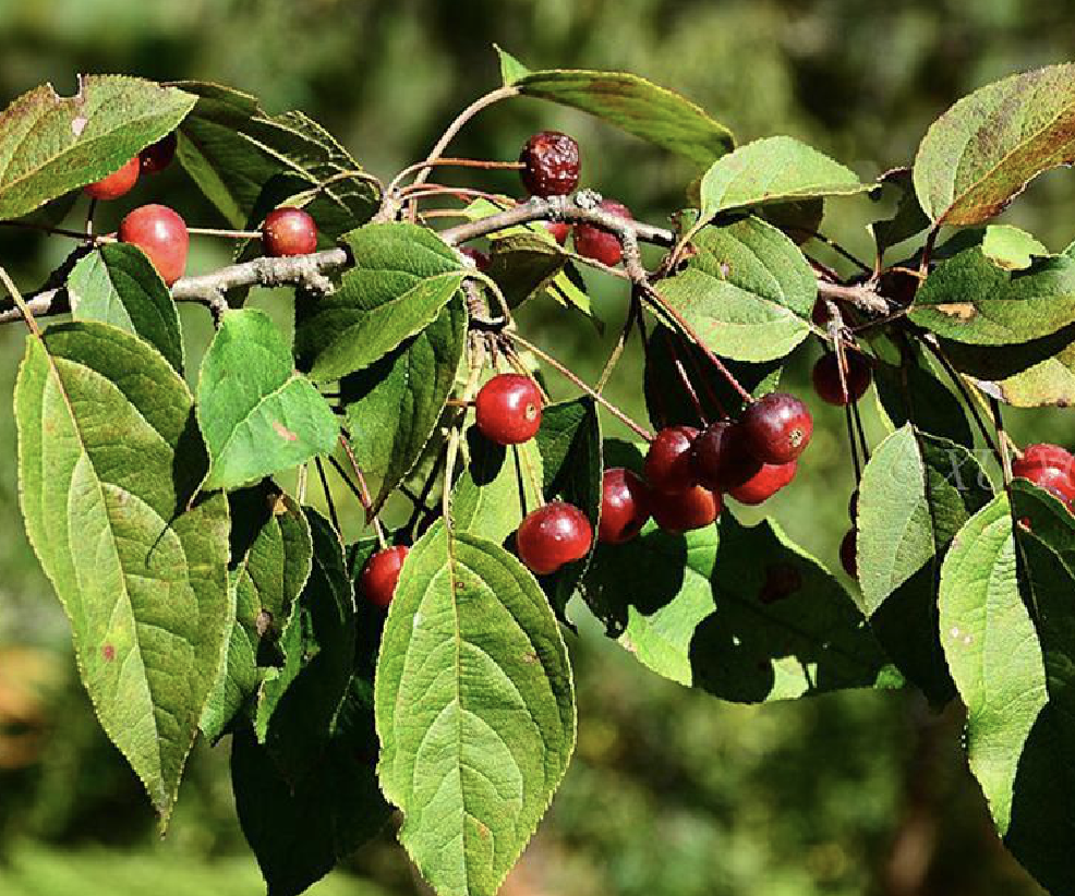  p>丽江山荆子(学名: i>malus rockii /i> rehd.