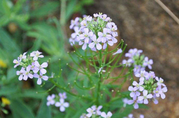  p>花旗杆(学名:dontostemon dentatus (bunge) lédeb.