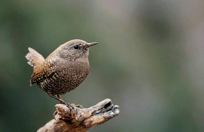 northern nightingale-wren