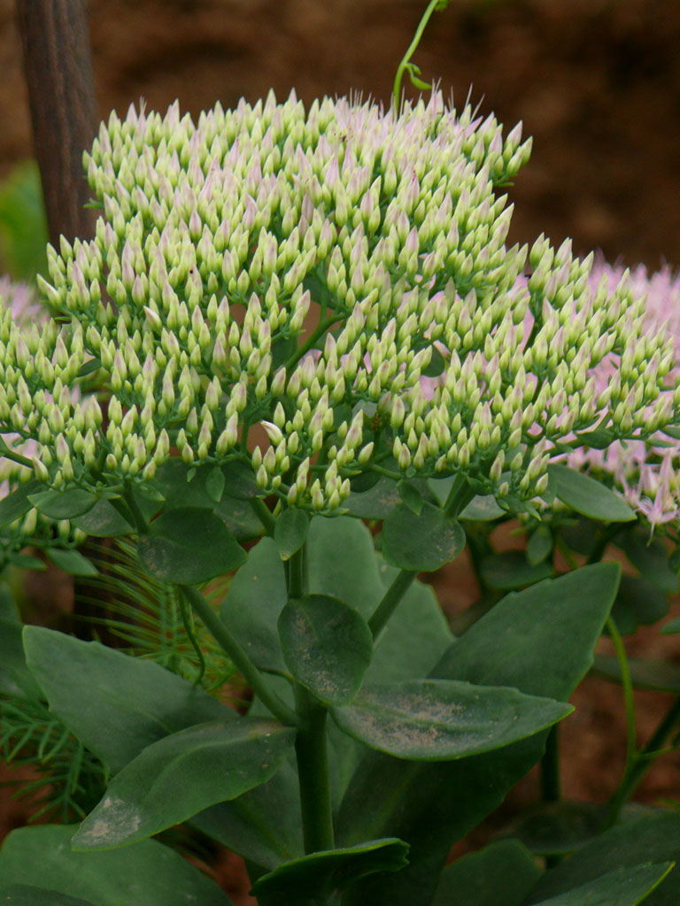  p>正别名 a href="#" data-lemmaid="3491373">五爪三七 /a>, a href