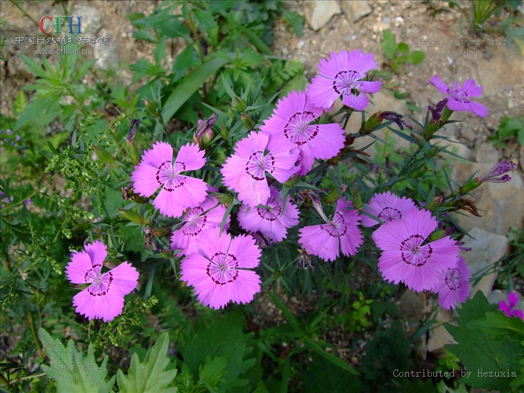  p>石竹,别名:兴安石竹,北石竹,钻叶石竹,蒙古石竹,丝叶石竹,高山石竹