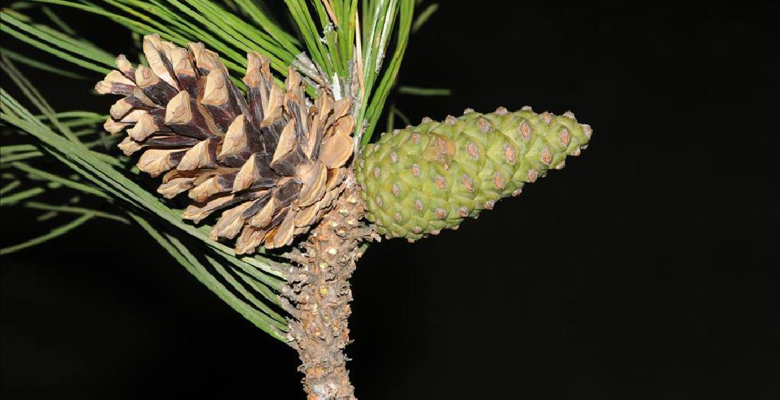  p>欧洲黑松(学名: i>pinus nigra /i> arn.