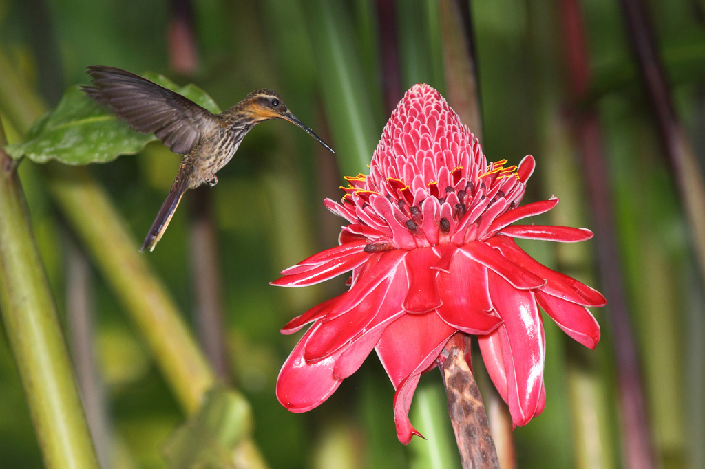  p>锯嘴蜂鸟在 a target="_blank" href="/item/生物分类学/1298770"