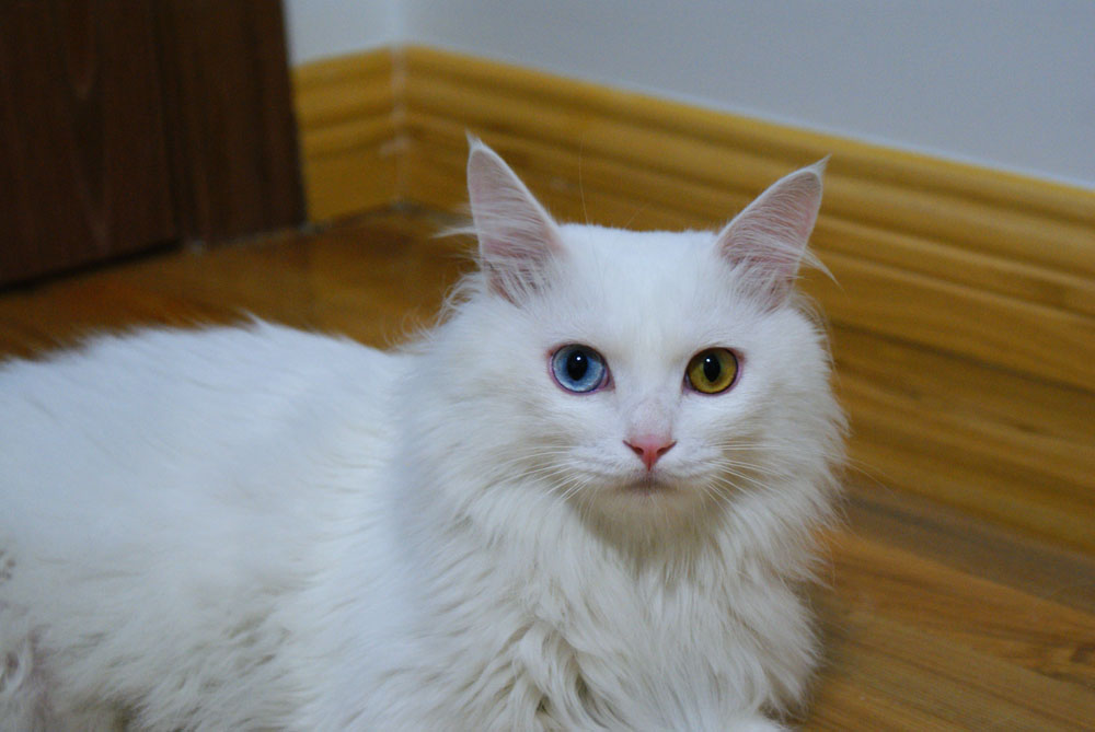 yqv4">,系清末临清城区回族群众用波斯猫与本地猫杂交选育的稀世品种