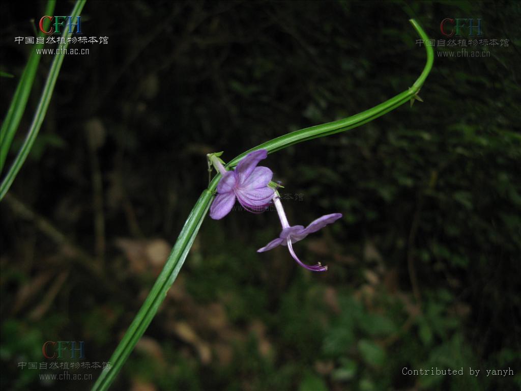 茎绿色,四棱形,棱角上具翅,翅从中部向两端渐狭,在节部收缩;分枝多
