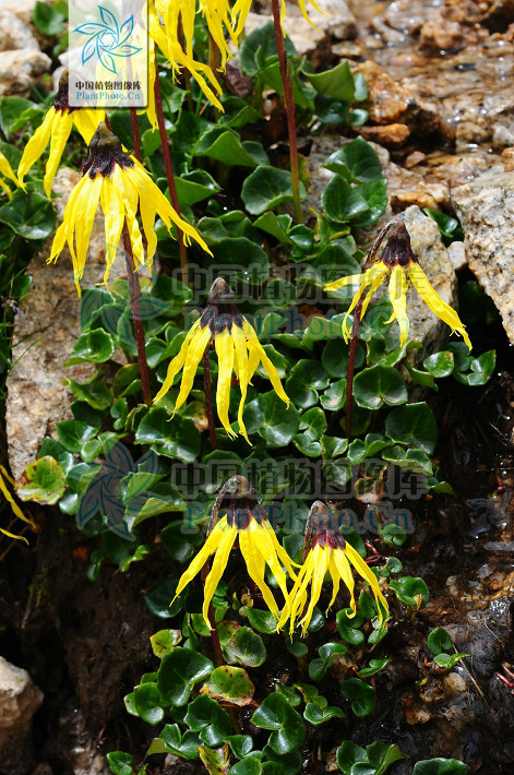  /b>(学名: i>cremanthodium stenoglossum /i>)为菊科垂头菊属的植物