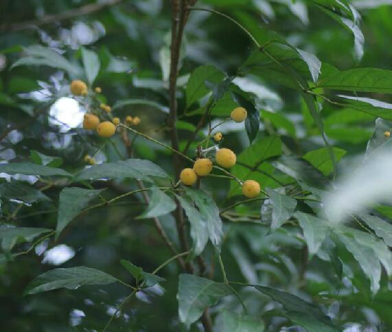 hort.)是楝科割舌树属植物.乔木,高可达15米;枝褐色,无毛.