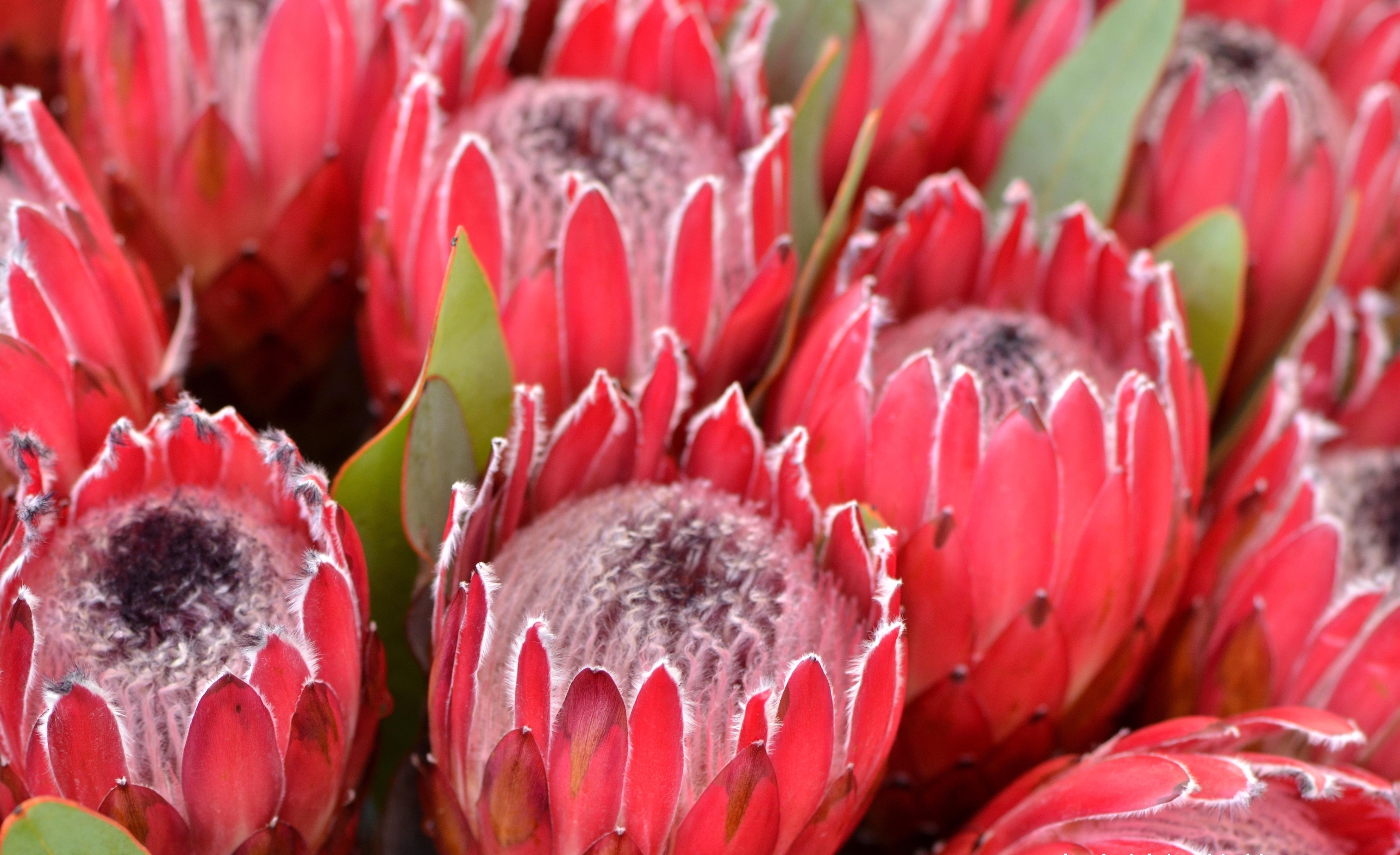 南非皇后帝王花