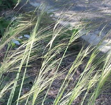  p>长芒草(学名: i>stipa bungeana /i> trin.