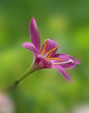 韭兰：是韭菜还是兰花？_百科TA说