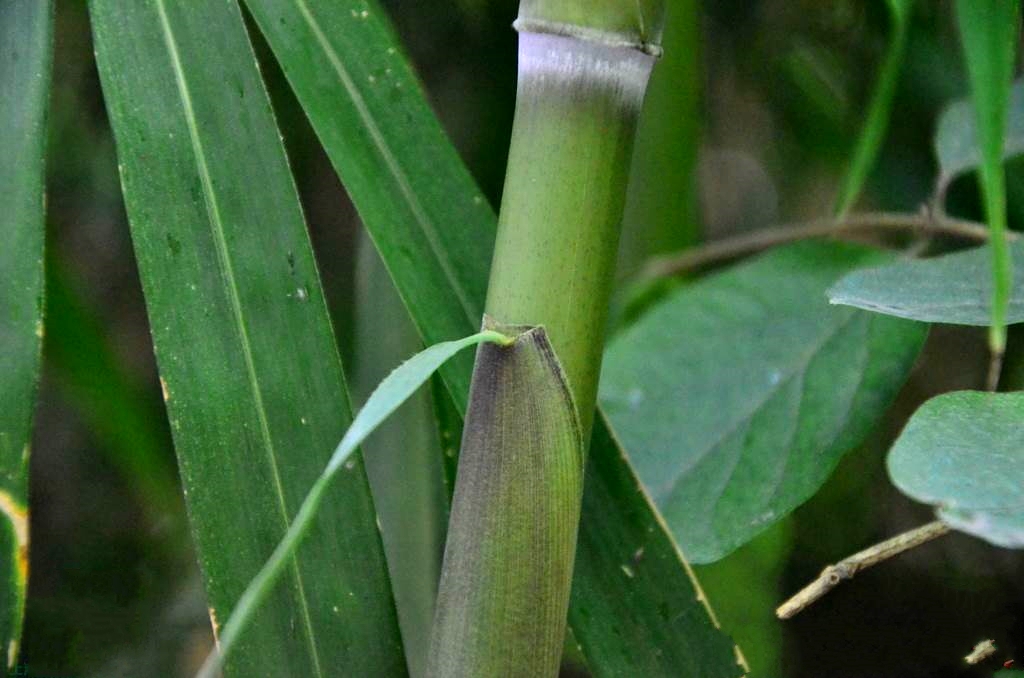  p>狭叶青苦竹(学名: i>pleioblastus chino /i> (franch. et savat.