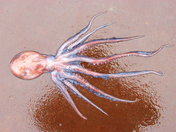  p>章鱼(octopus):为 a target="_blank" href="/item/章鱼科">章鱼科