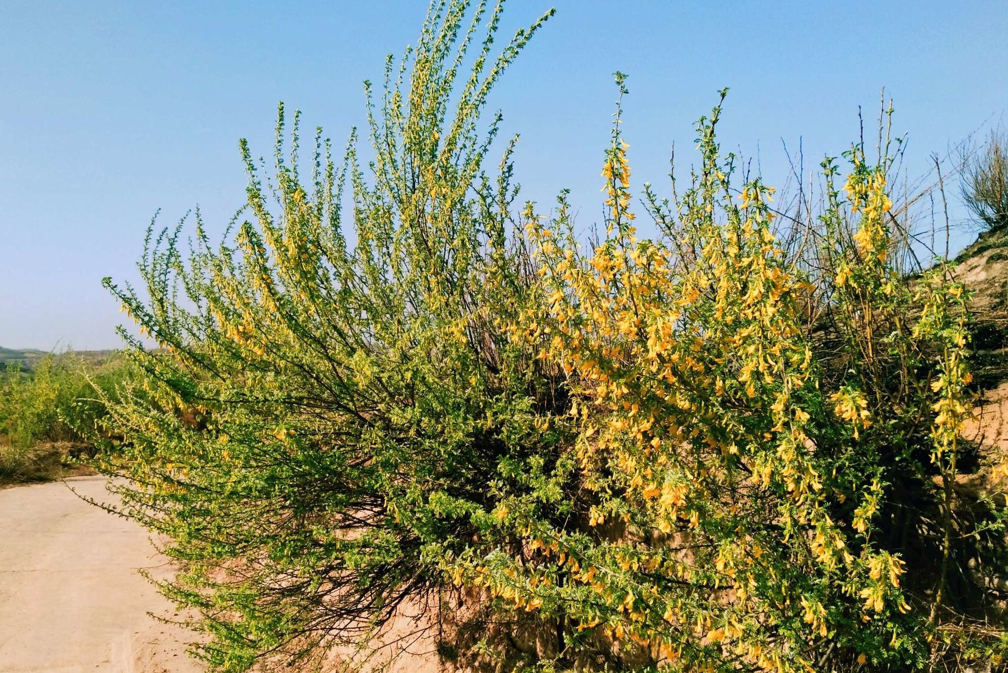 柠条锦鸡儿库布其群体ck-15