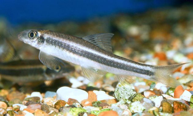  p>银鮈(squalidus argentatus)是习见的小型 a target="_blank" href