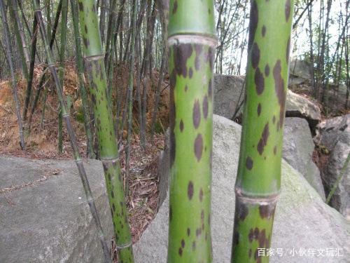 夏日袖中雅玩 香妃竹扇知识大全（上集）_百科TA说