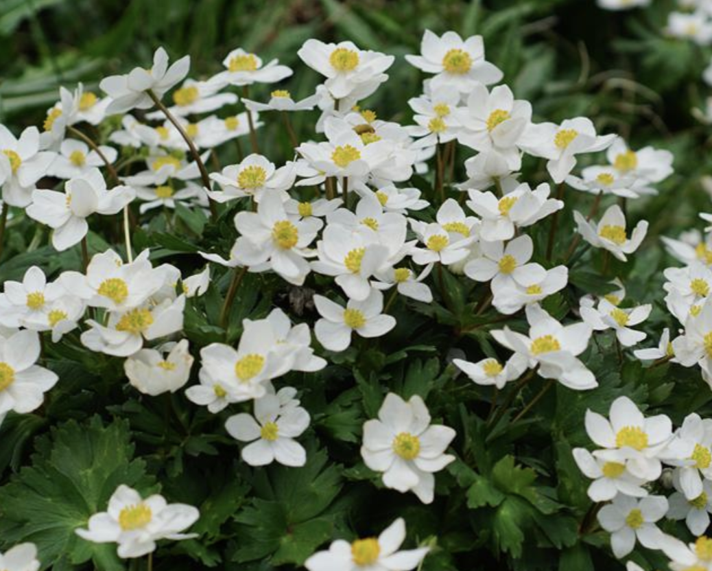 anemone cathayensis kitag.