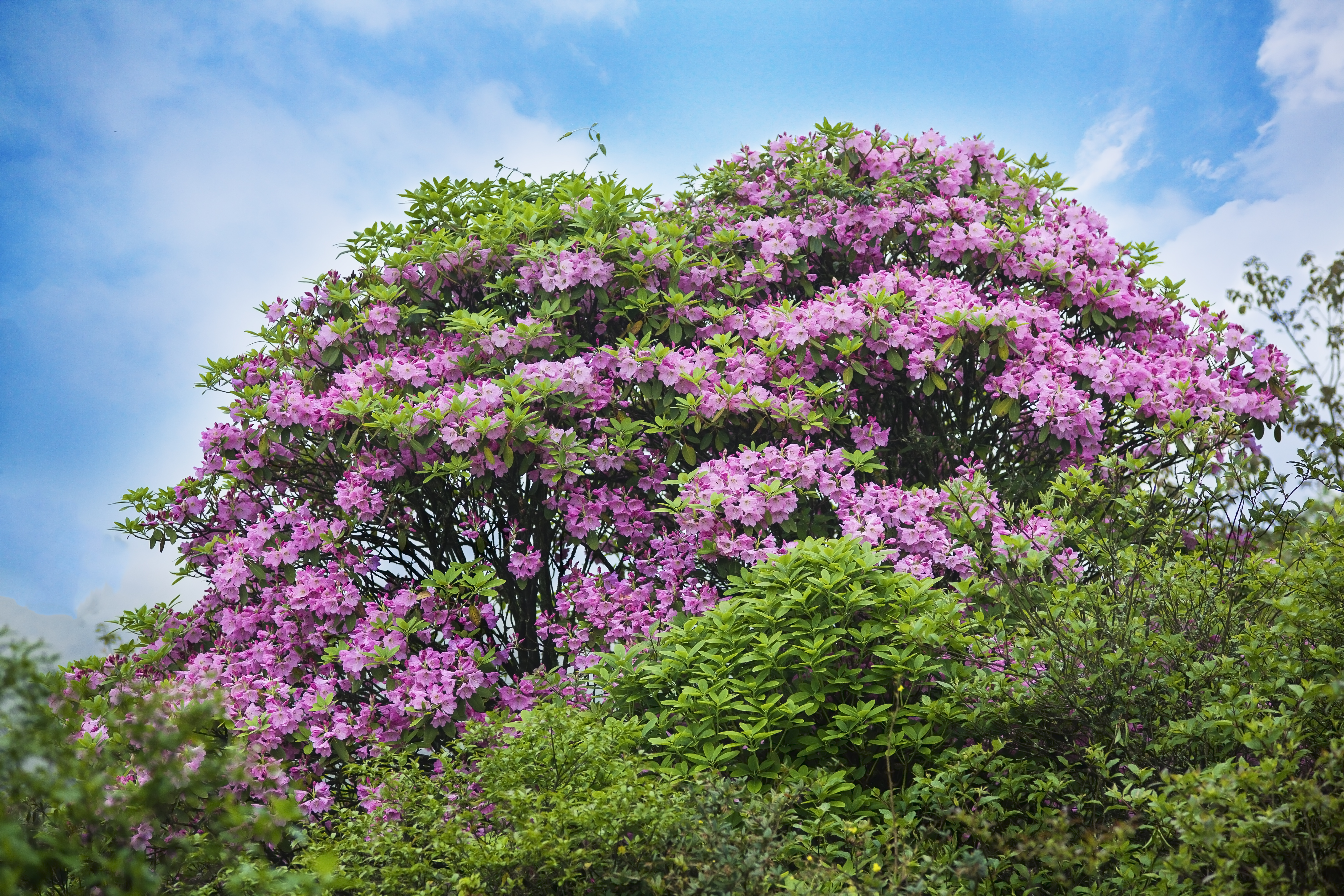 湖南南山国家公园