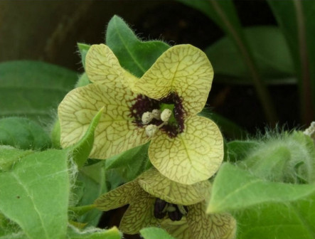 天仙子（茄科天仙子属植物）_百度百科