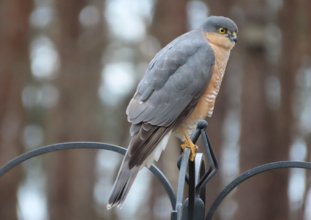 dwarf sparrowhawk