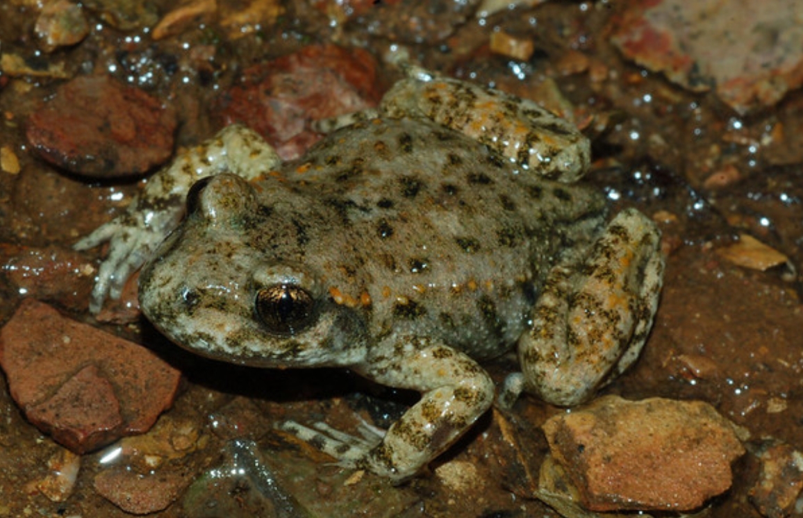 moroccan midwife toad