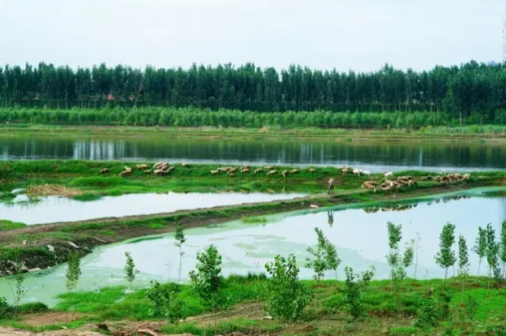 香河潮白河大运河湿地公园风景