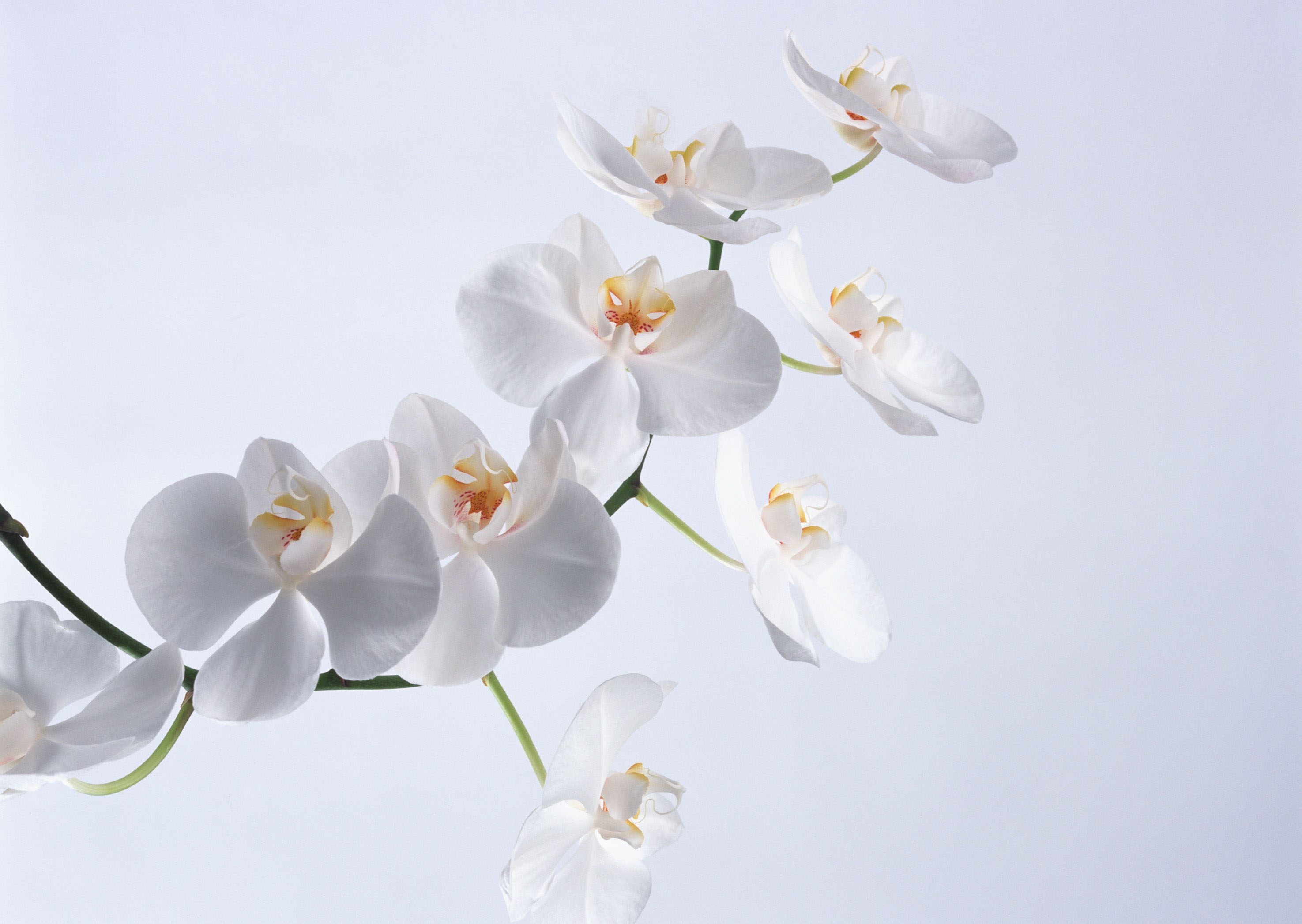 蝴蝶兰花