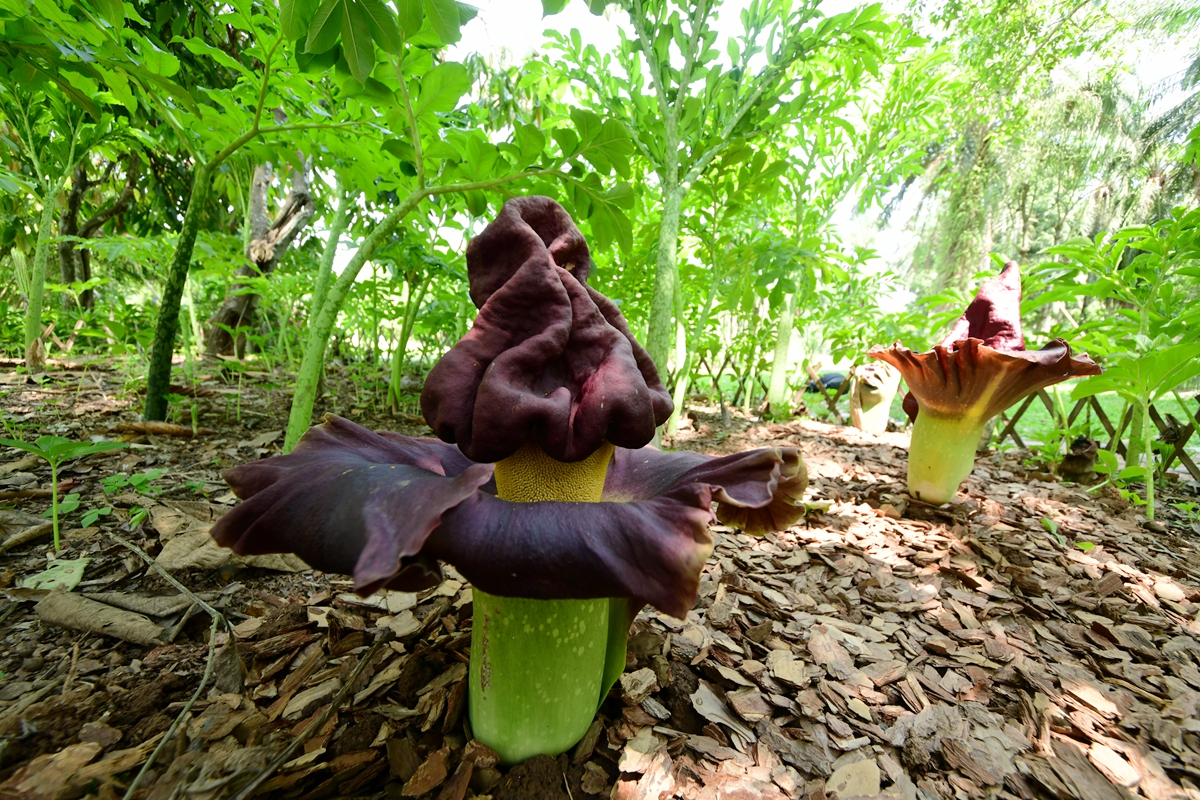 amorphophallus micro-appendiculatus engl.