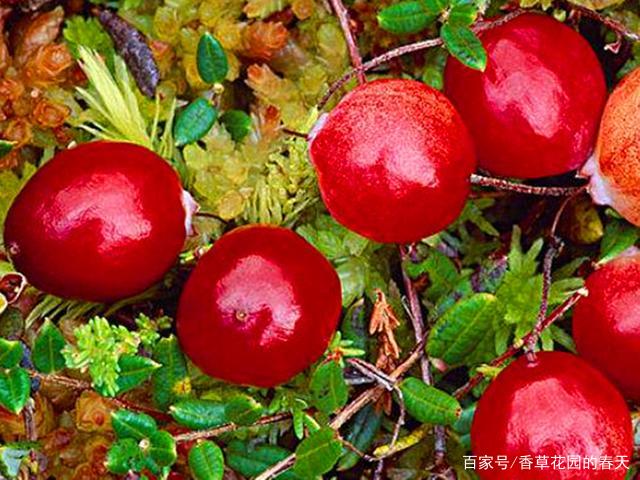 北国红豆 蔓越莓 可以连续结果几十年 养不活主要是气候原因 百科ta说