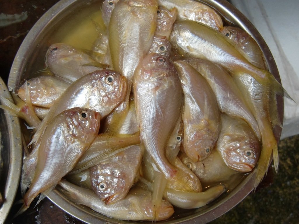  p>棘头梅童鱼(学名: i>collichthys lucidus) /i>是石首鱼科,梅童鱼