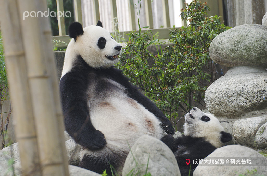 大熊猫绩丽