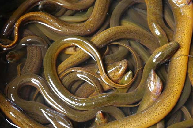  p>滑鱼,即鳝鱼,俗称 a target="_blank" href=