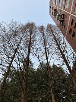 水杉