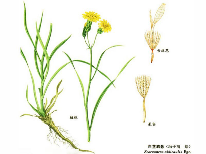笔管草：天生小淘气，孩子爱农民怕_百科TA说