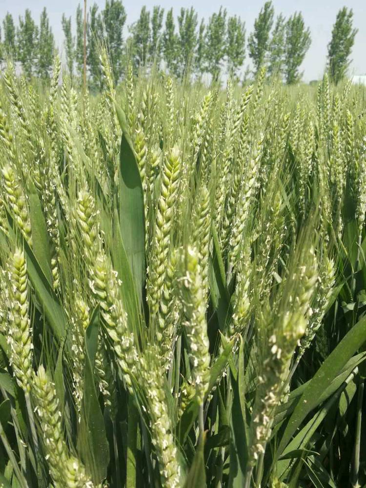 选育的中晚熟半冬性品种,由烟农19为母本和郑麦991为父本杂交选育而成