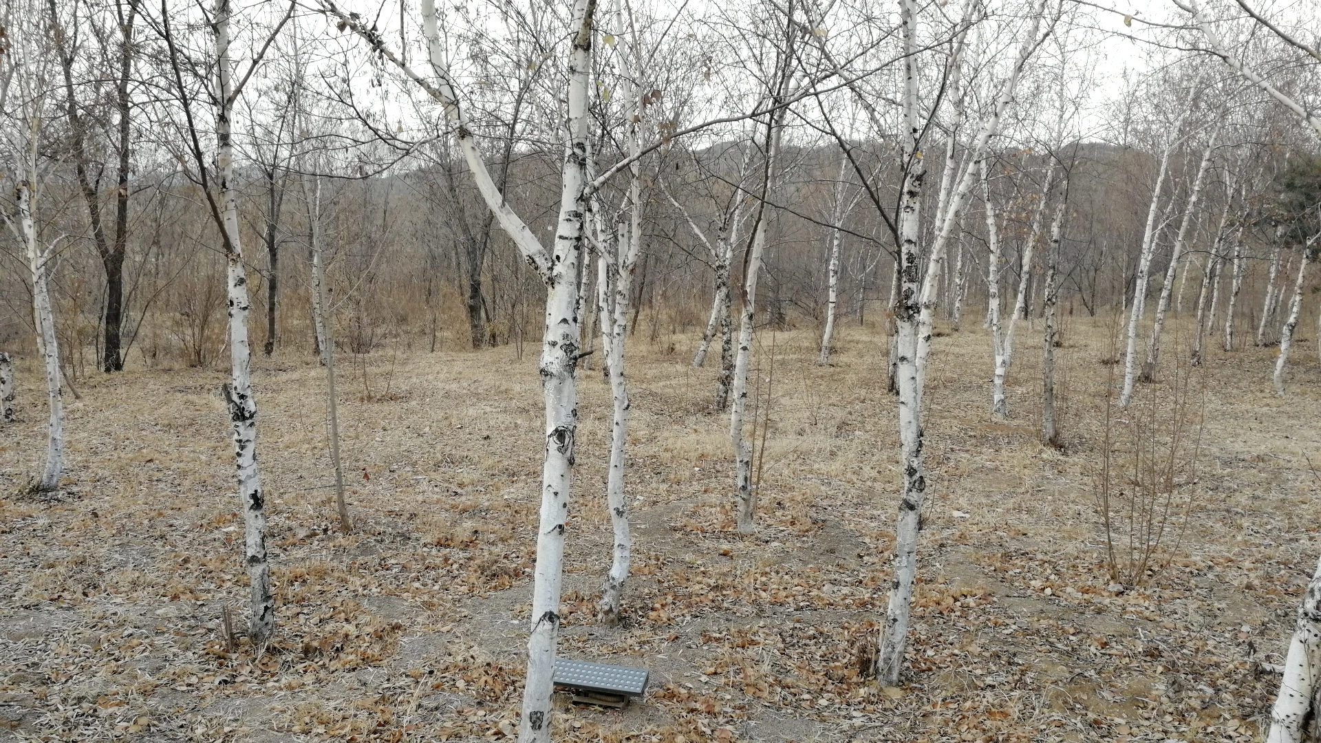  p>桦树是桦木属植物的通称.