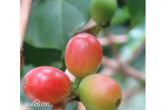  p>中粒咖啡海南个体002是一种茜草科,咖啡属植物. /p>