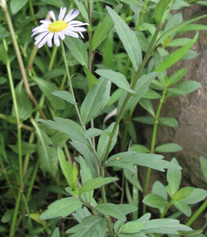 马兰（菊科紫菀属植物）_百度百科