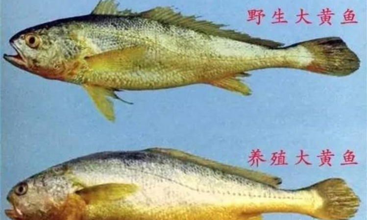 大家爱吃的大黄鱼为什么没有野生的？因为再吃它们就灭绝了！_百科TA说
