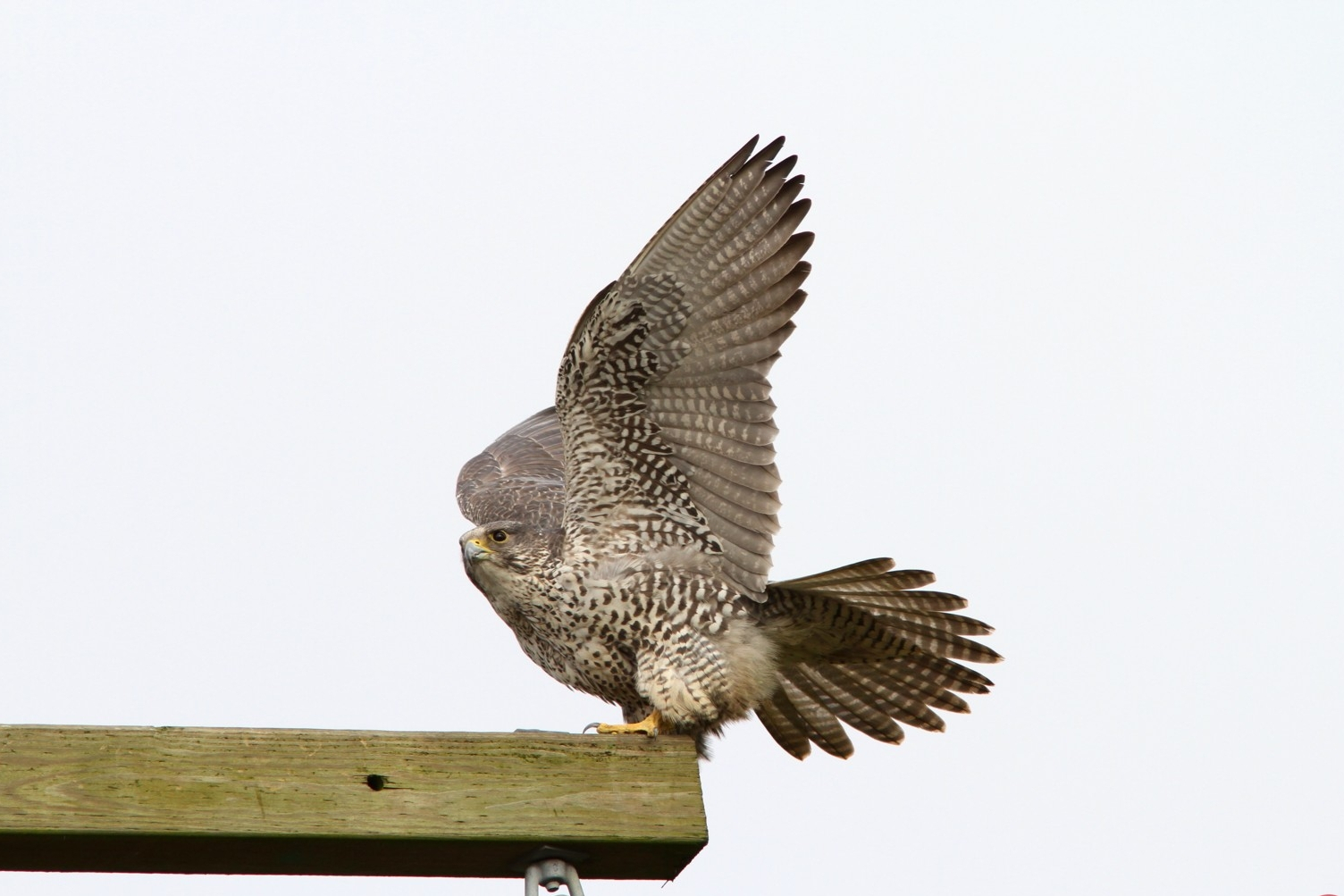 data-id="tipra1ritsmt">矛隼是隼形目隼科隼属鸟类,又名海东青,白隼