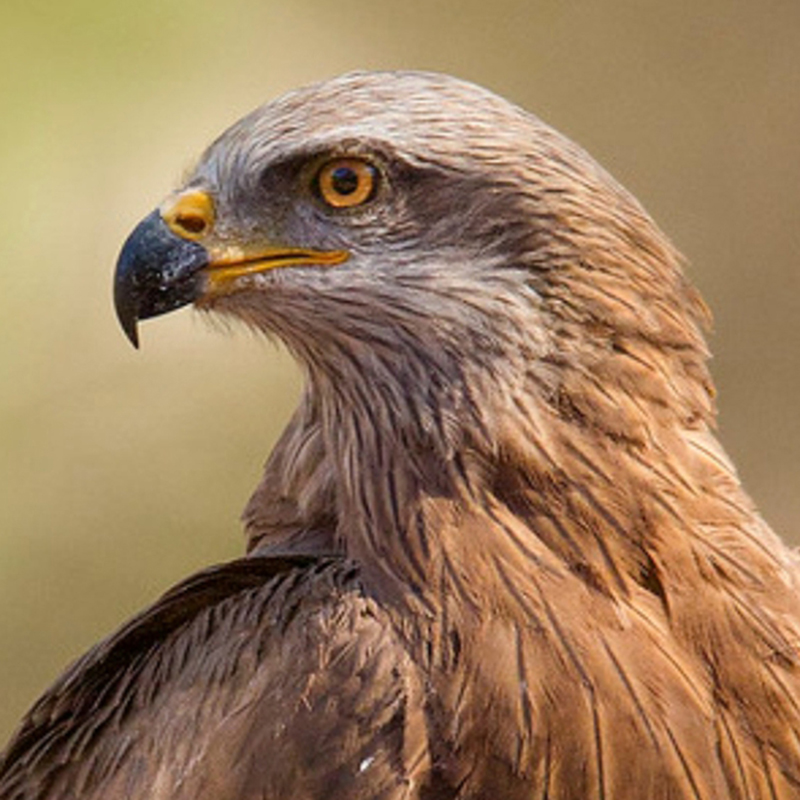  p>黄嘴鸢(学名: i>milvus aegyptius /i>):是鹰科,鸢属猛禽.