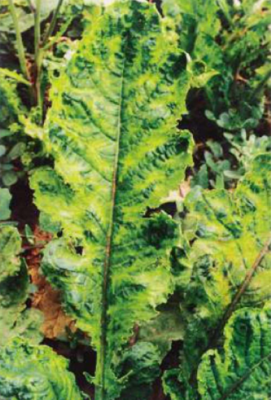  p>萝卜病毒病是由 a target="_blank" href="/item/芜菁花叶病毒