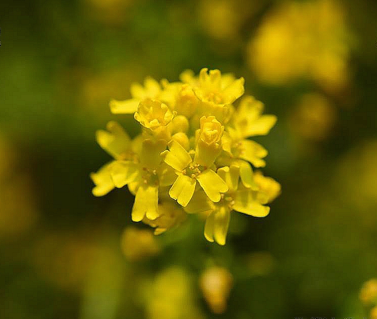  p>庭荠(学名: i>alyssum desertorum /i> stapf.